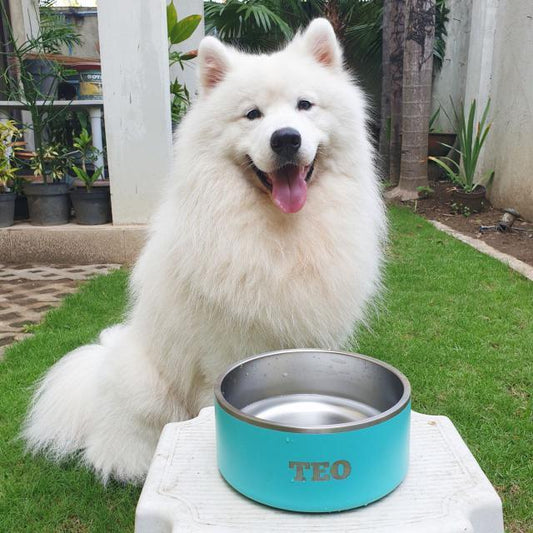 Ollie Bowl Stories: Teo