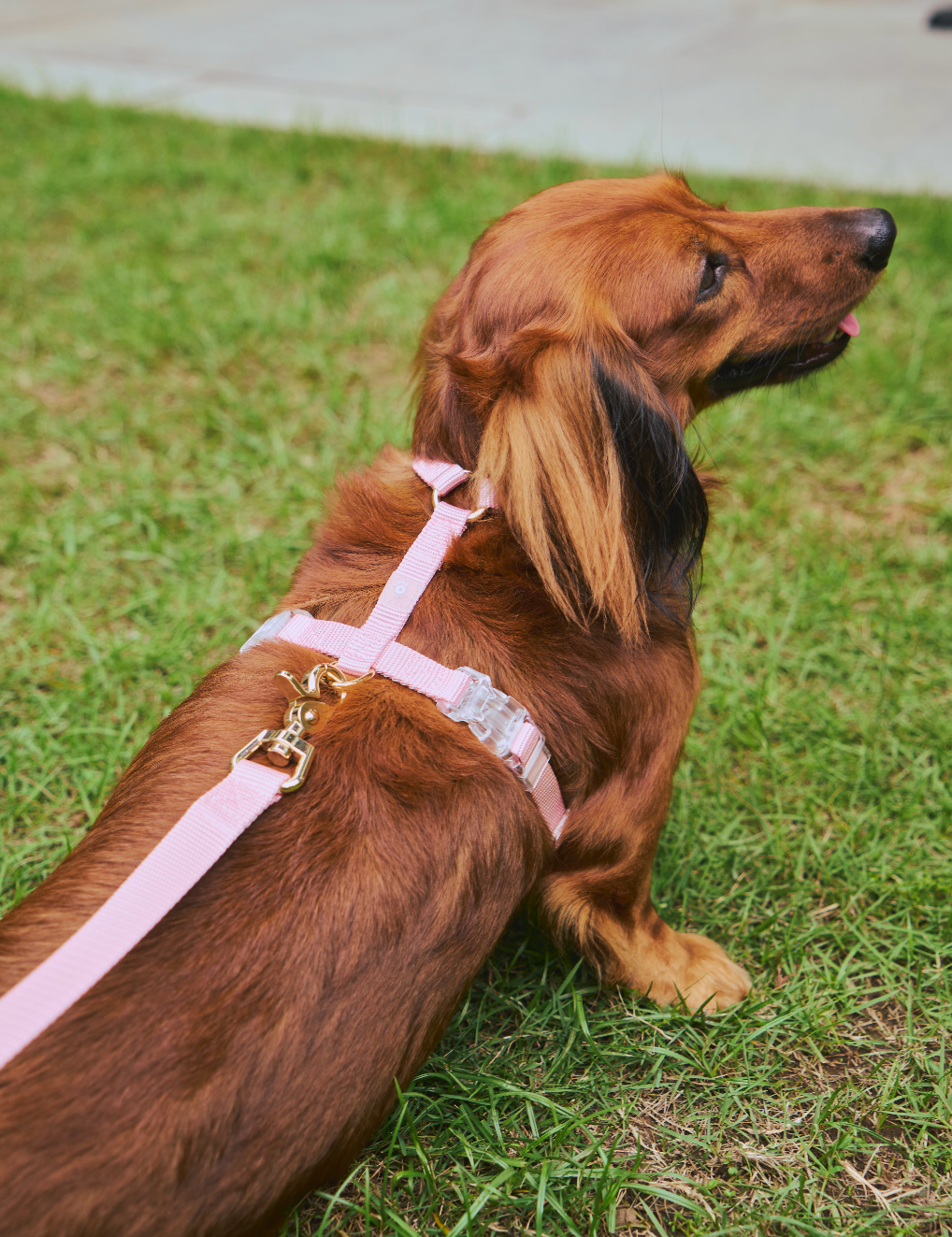 Ollie Walkies: Aero Paw - Harness and Leash Set