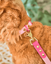 Ollie Walkies Classic - Collar and Leash Set - Hot Pink