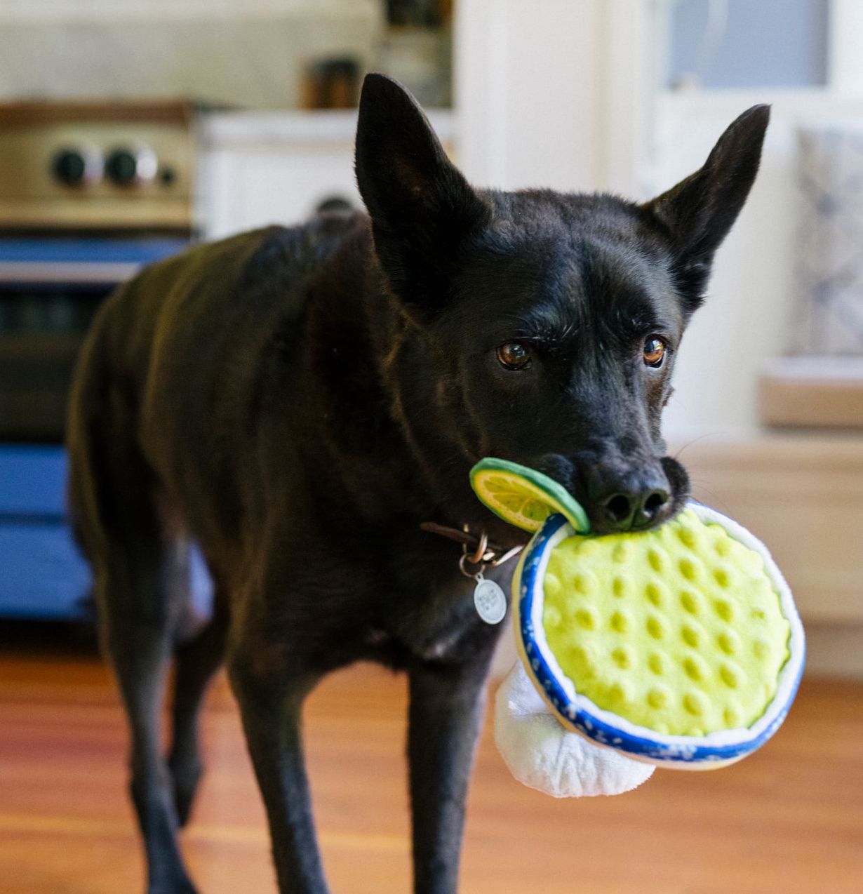 Pup-arita