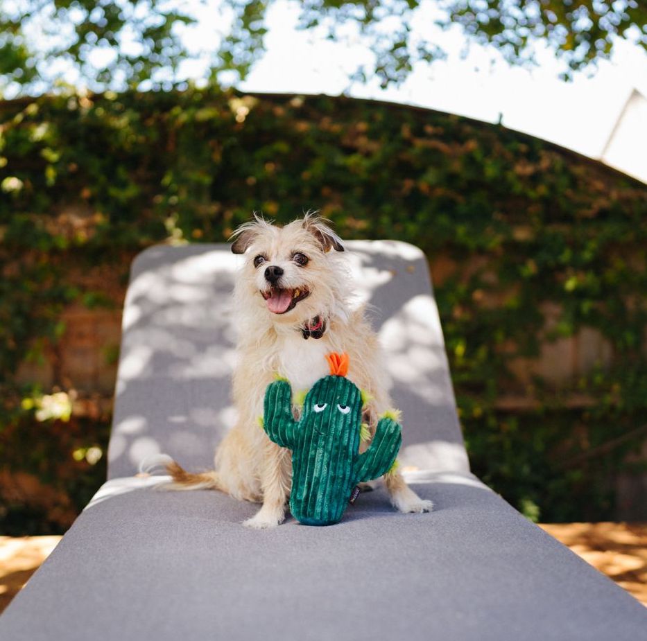 Prickly Pup Cactus
