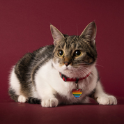 MyFamily Pet Tag: Rainbow Big Heart