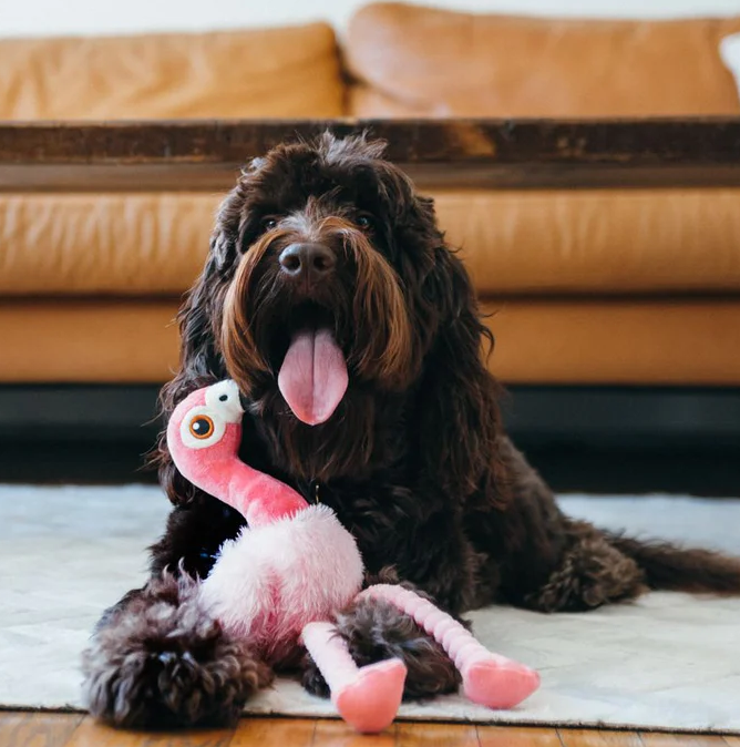Flora the Flamingo