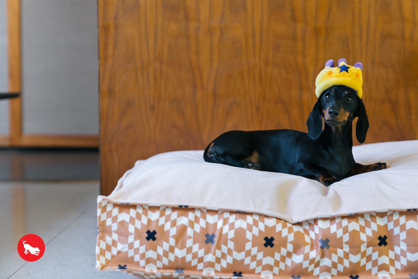 Canine Crown
