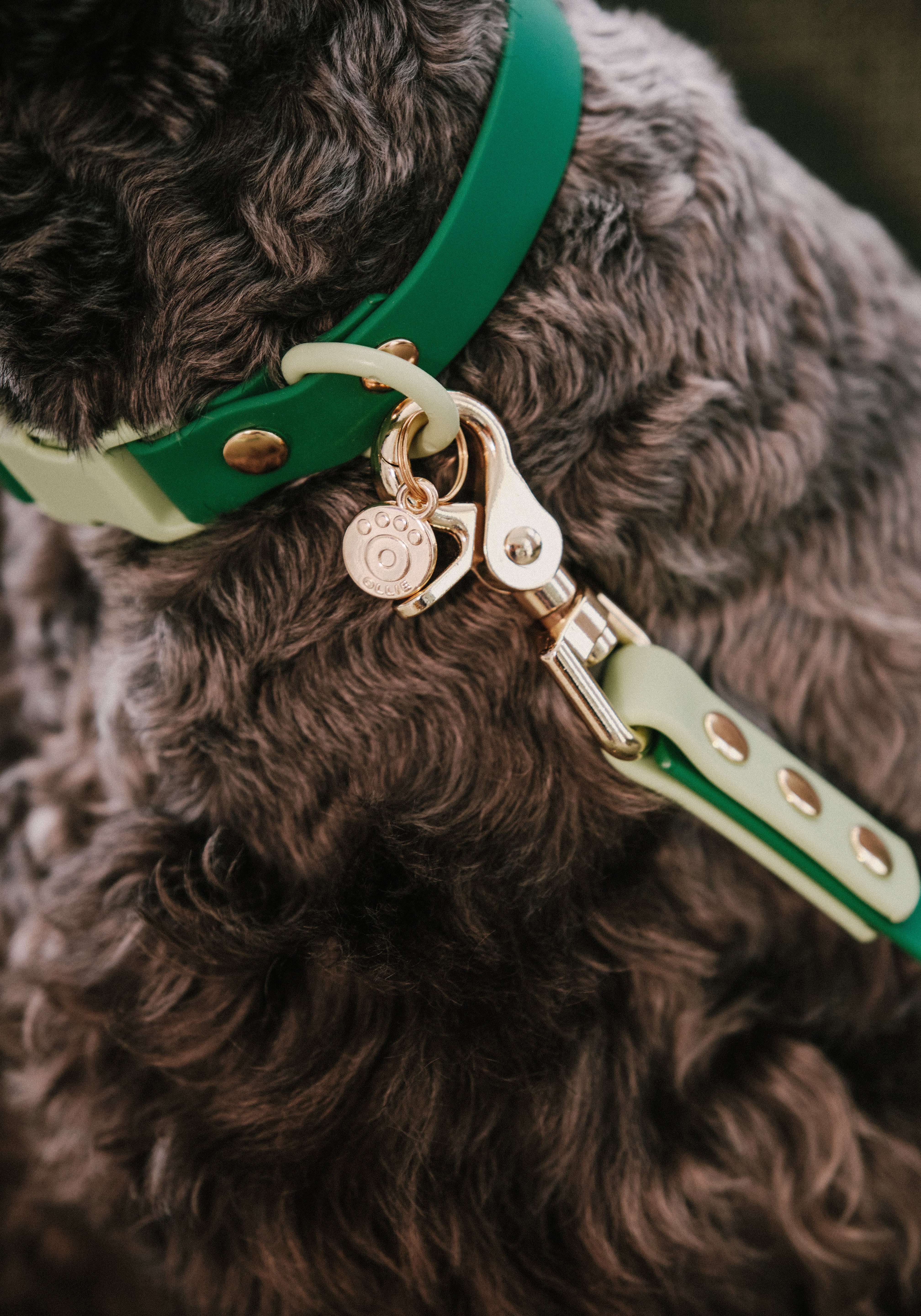 Ollie Walkies Classic - Collar and Leash Set - Seaweed