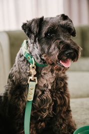 Ollie Walkies Classic - Collar and Leash Set - Seaweed
