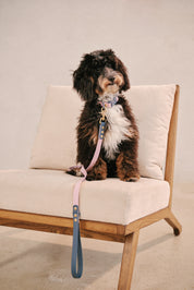 Ollie Walkies Classic - Collar and Leash Set - Otto's Purple