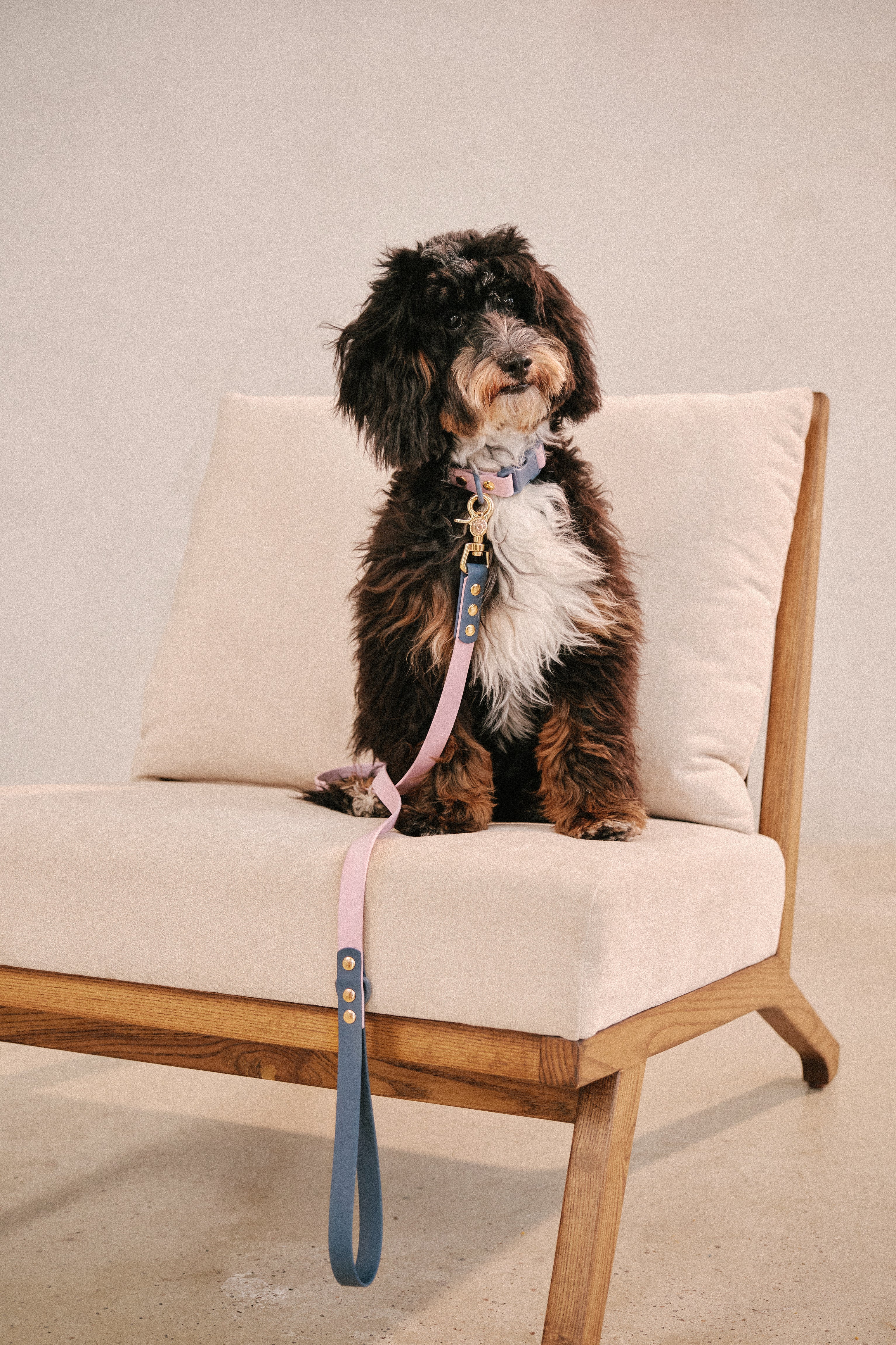 Ollie Walkies Classic - Collar and Leash Set - Otto's Purple