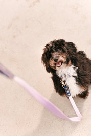 Ollie Walkies Classic - Collar and Leash Set - Otto's Purple