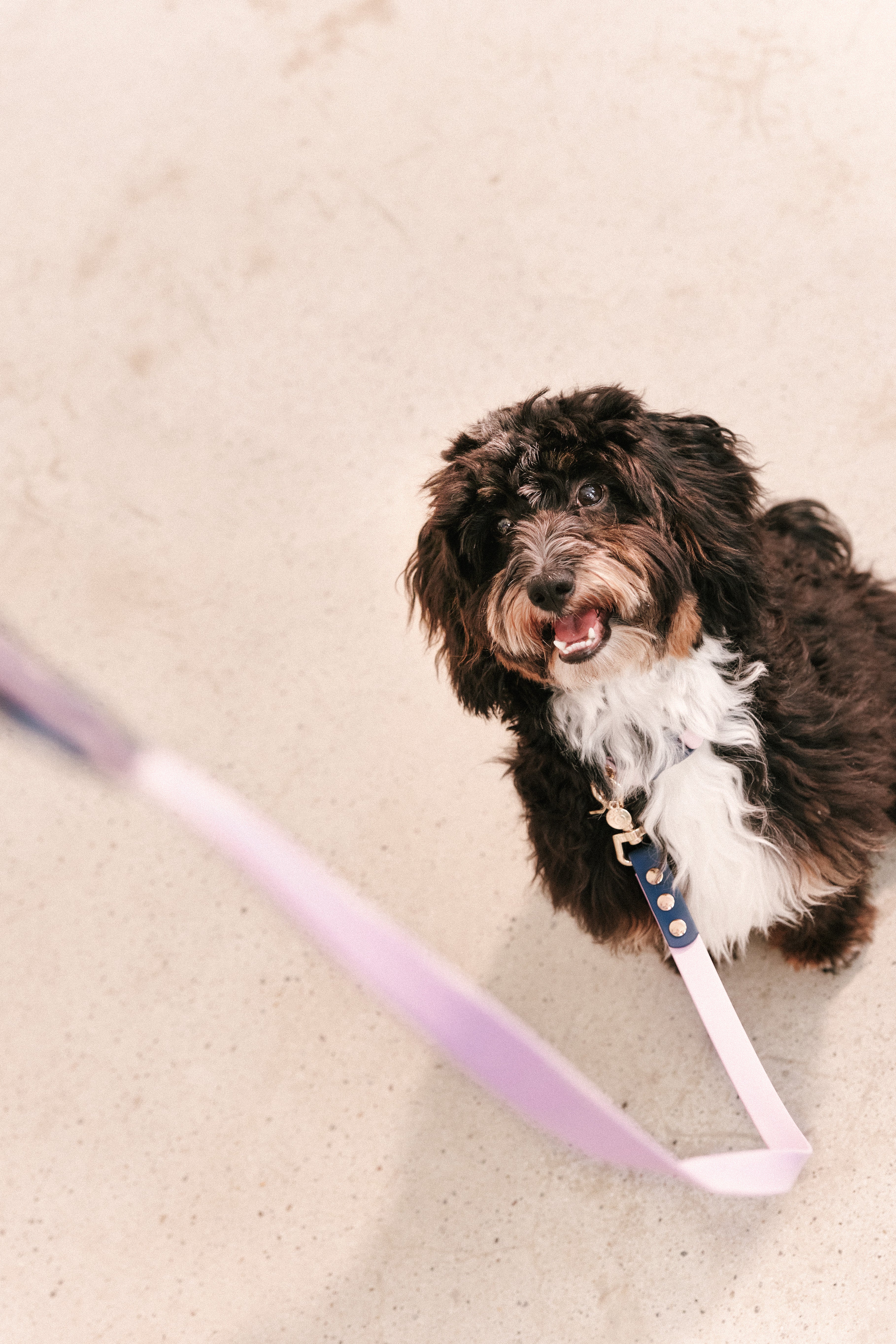 Ollie Walkies Classic - Collar and Leash Set - Otto's Purple