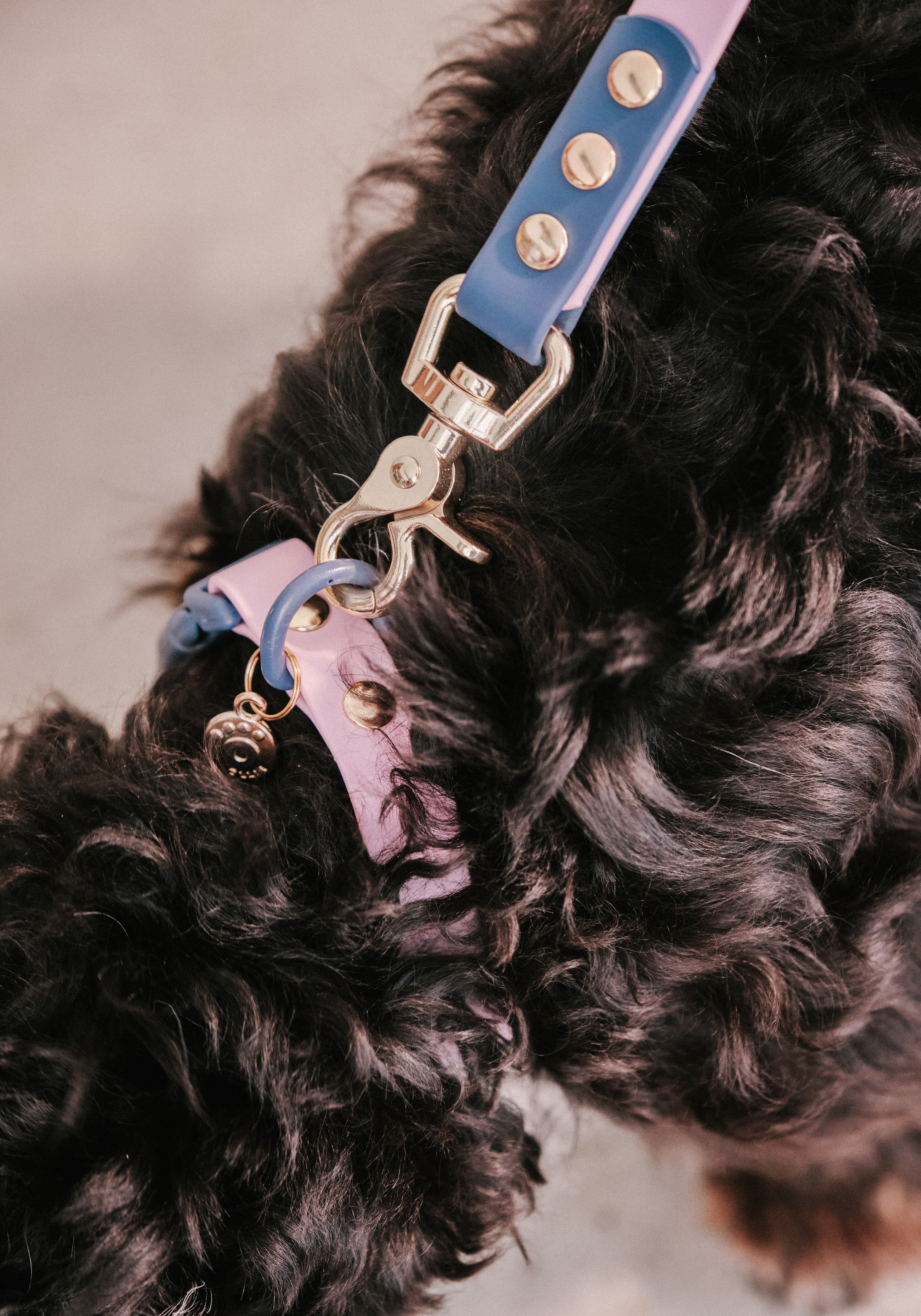 Ollie Walkies Classic - Collar and Leash Set - Otto's Purple