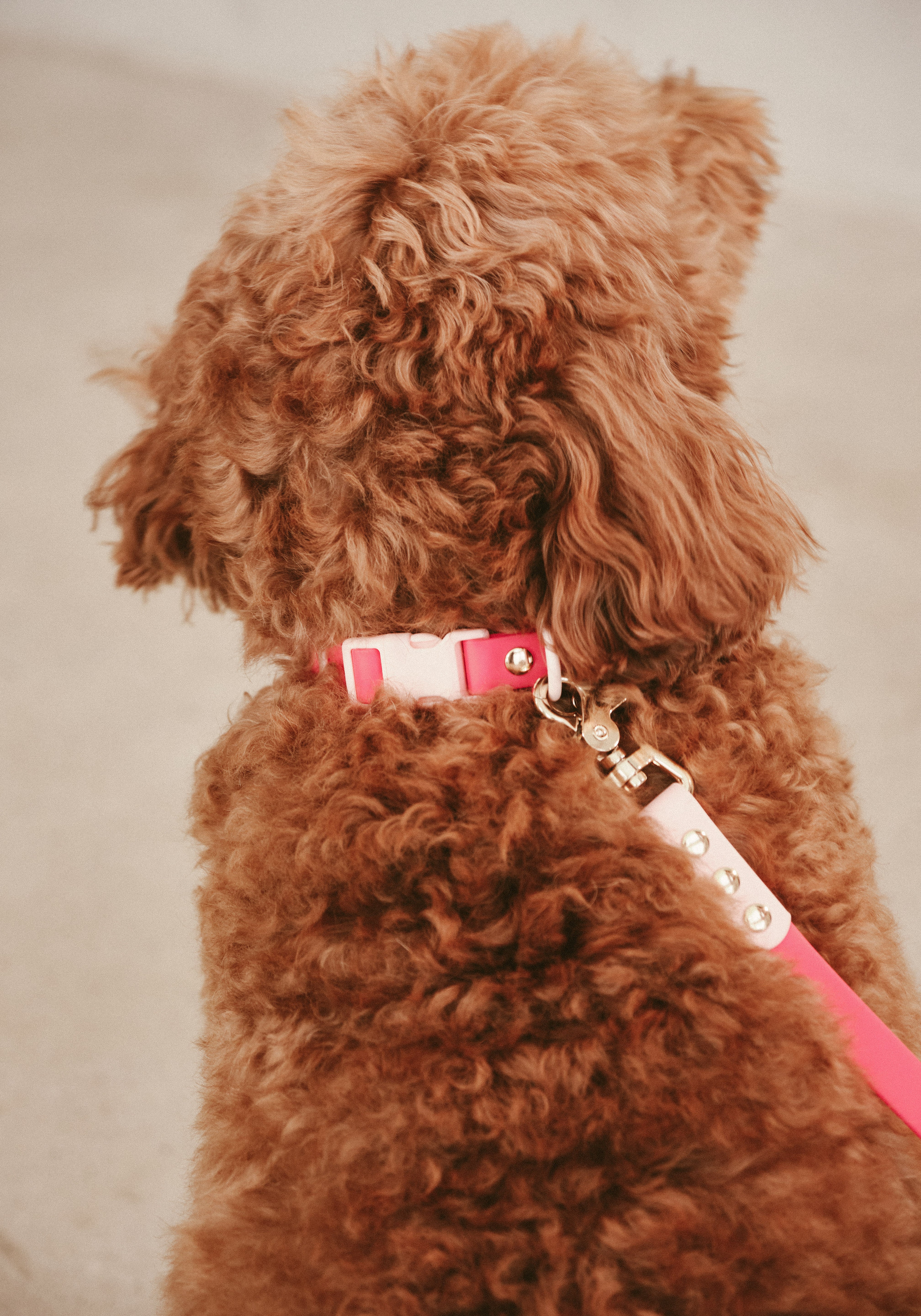 Ollie Walkies Classic - Collar and Leash Set - Watermelon
