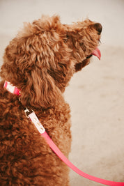 Ollie Walkies Classic - Collar and Leash Set - Watermelon