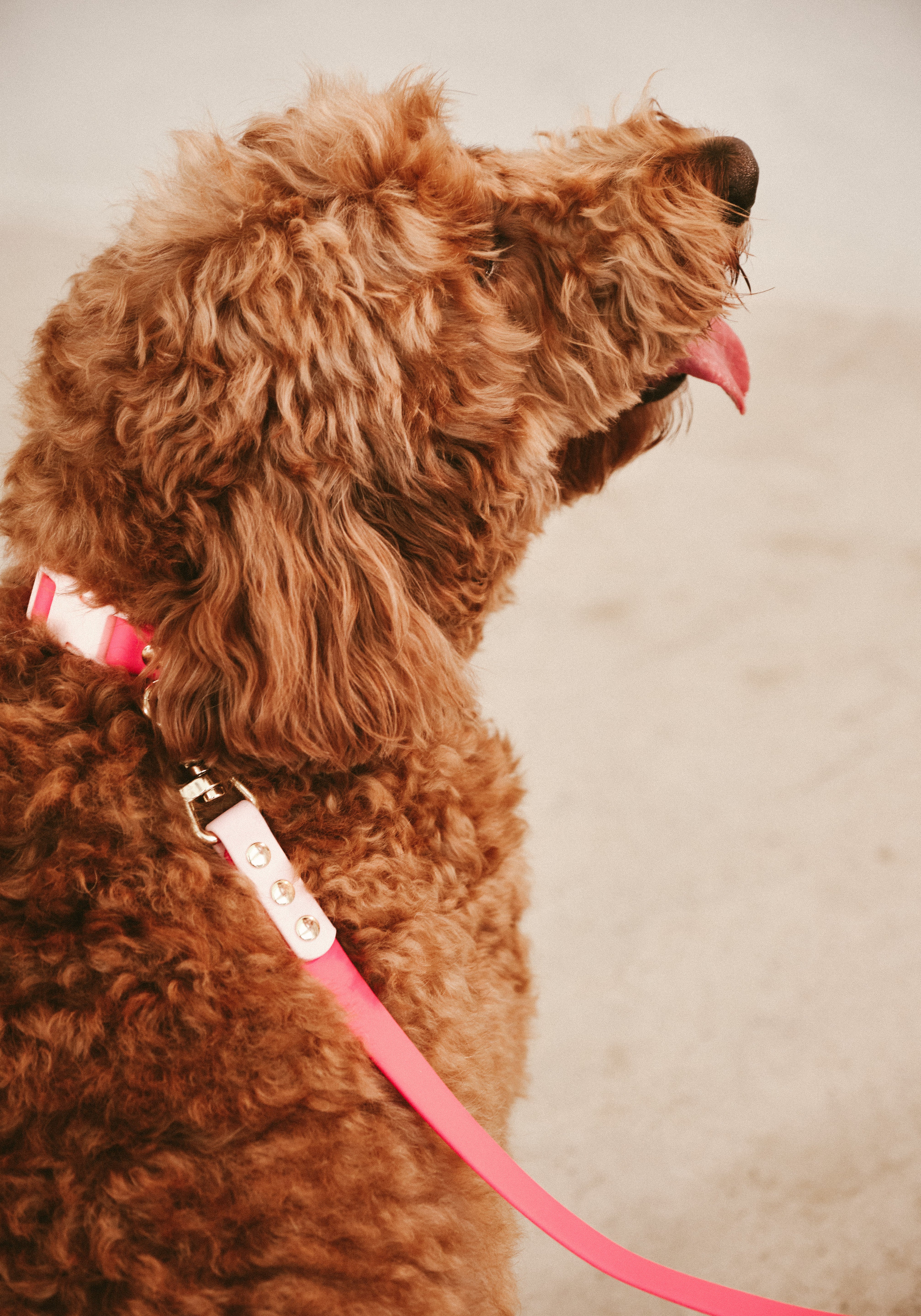 Ollie Walkies Classic - Collar and Leash Set - Watermelon