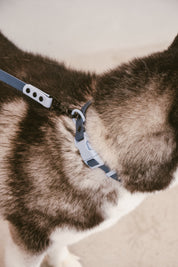 Ollie Walkies Classic - Collar and Leash Set - Navy