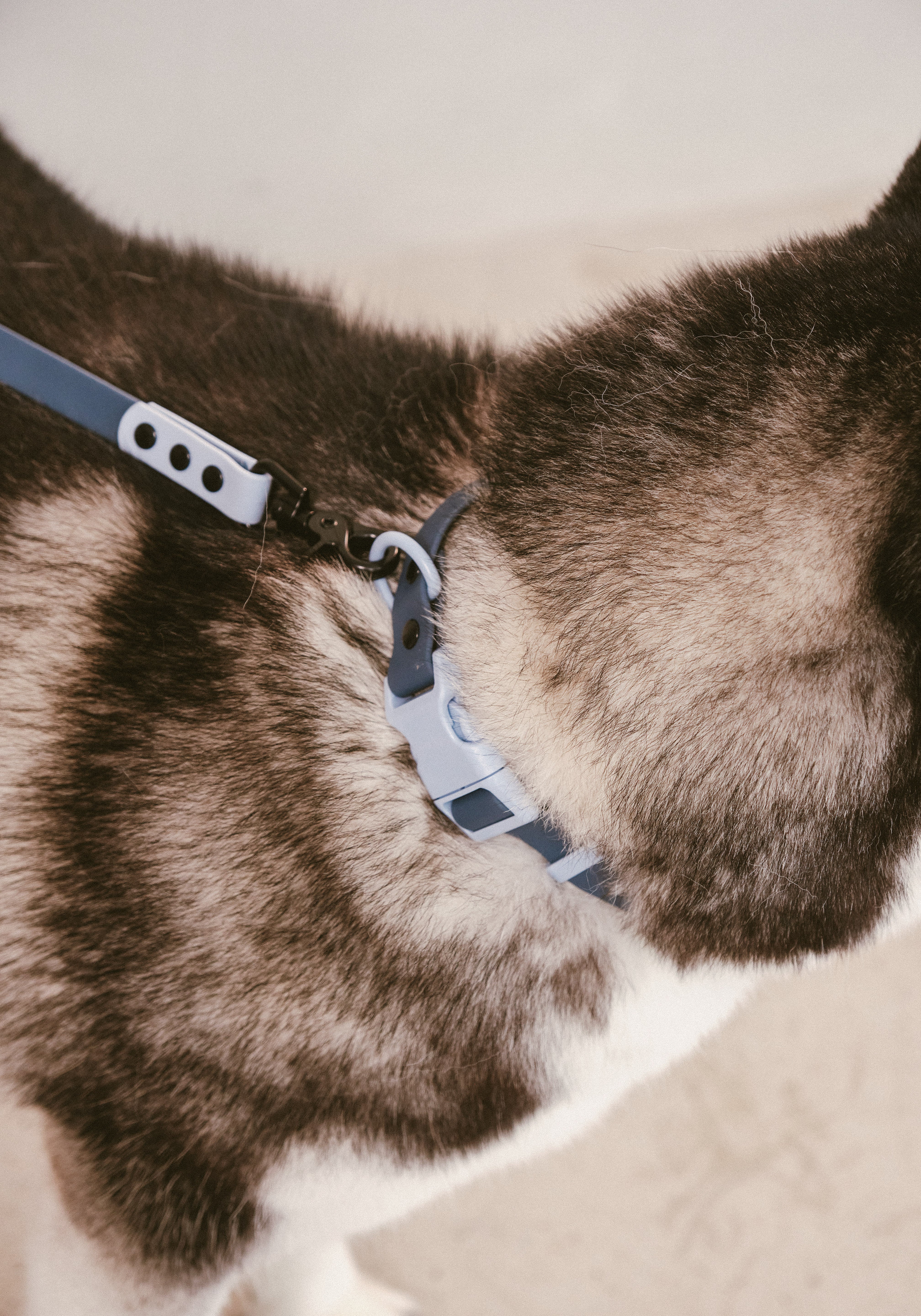 Ollie Walkies Classic - Collar and Leash Set - Navy