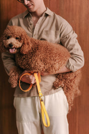 Ollie Walkies Classic - Collar and Leash Set - Lemonade