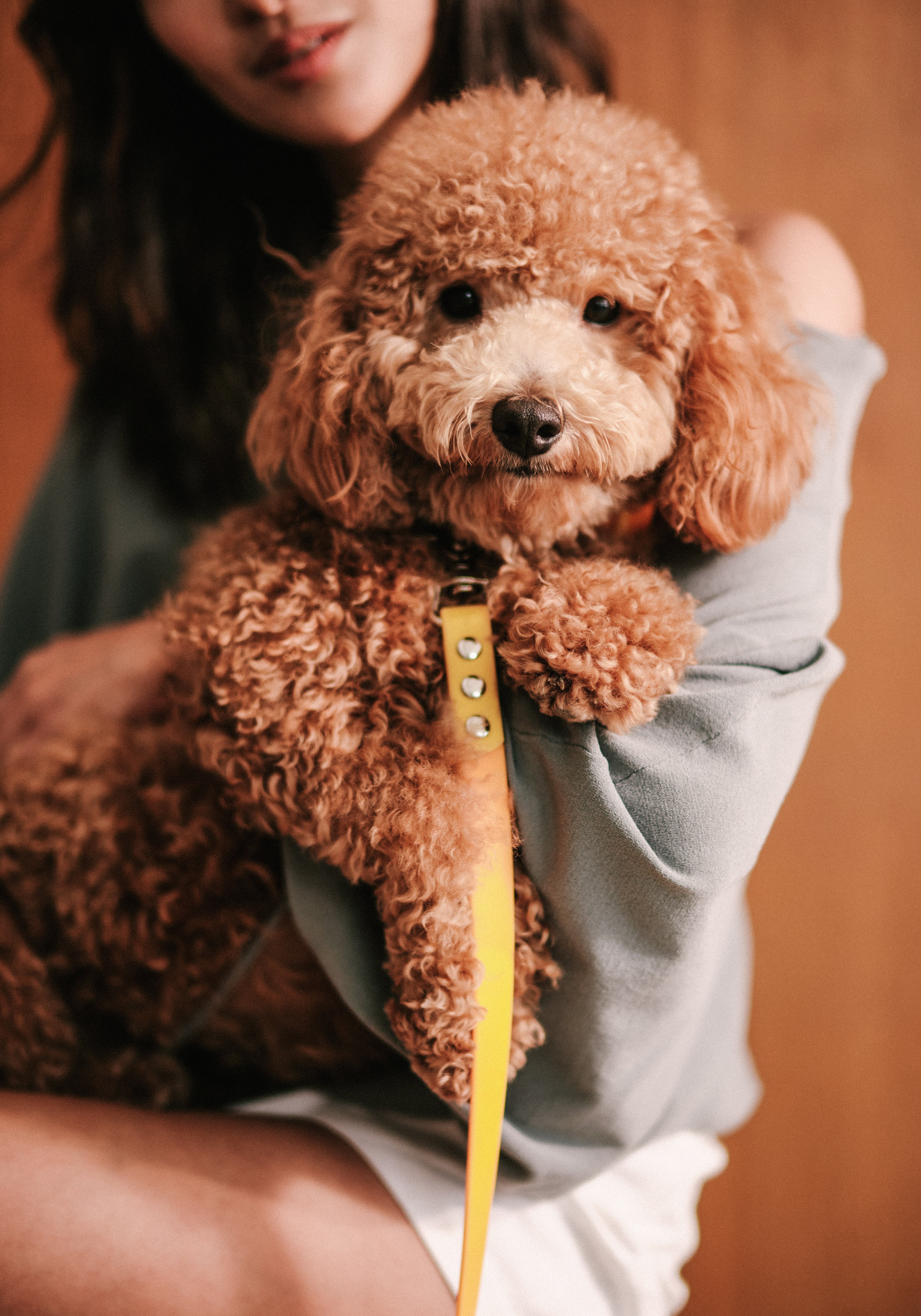 Ollie Walkies Classic - Collar and Leash Set - Lemonade