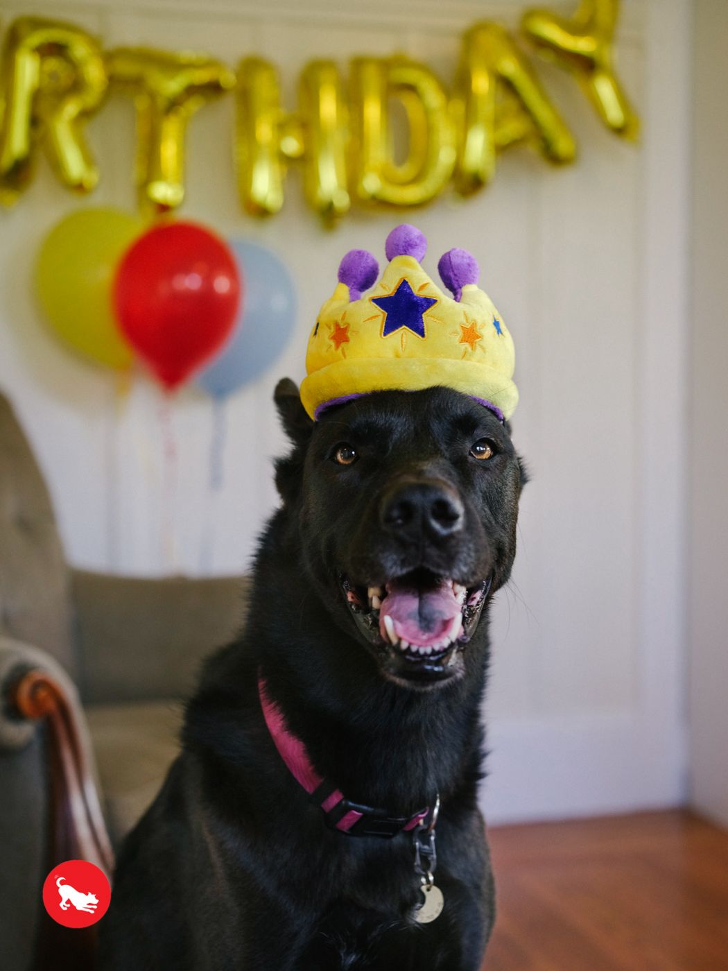 Canine Crown