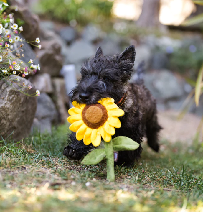 Sassy Sunflower