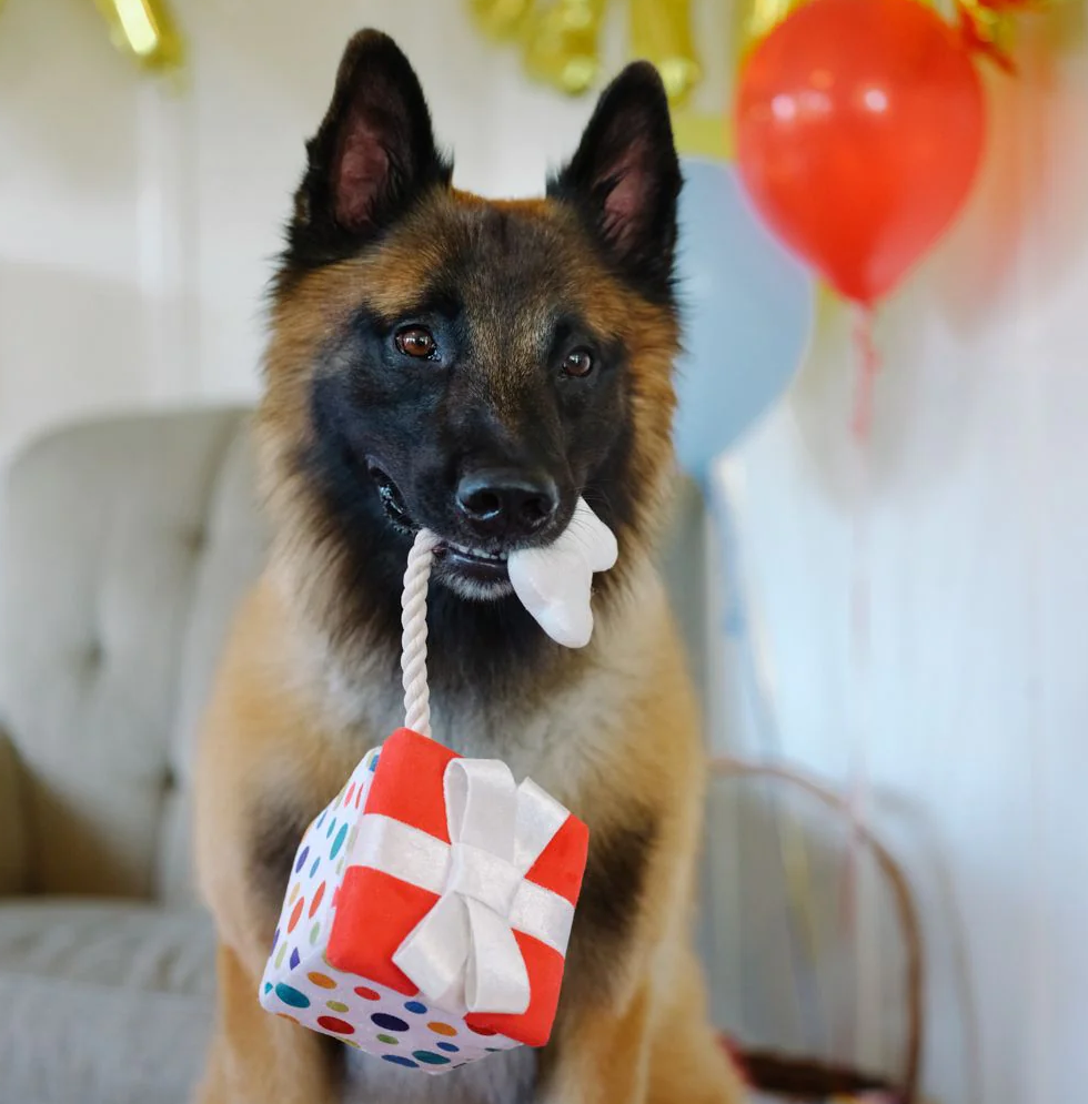 Pawfect Present