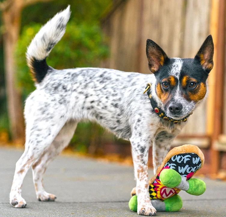 Kickflippin' K9