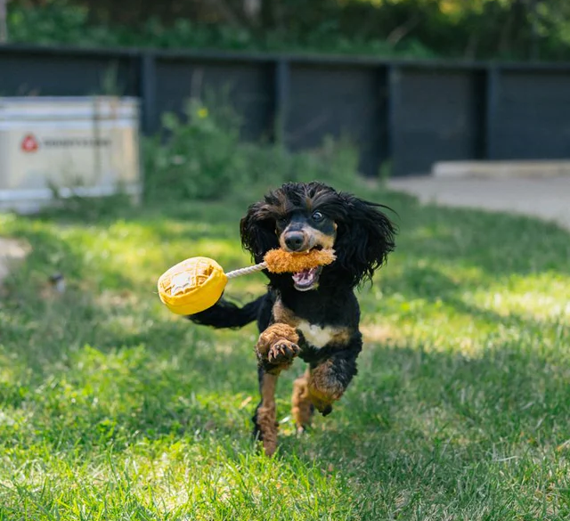 Chicken and Woofles - Mini