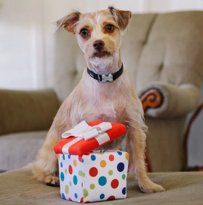 Pawfect Present - Mini