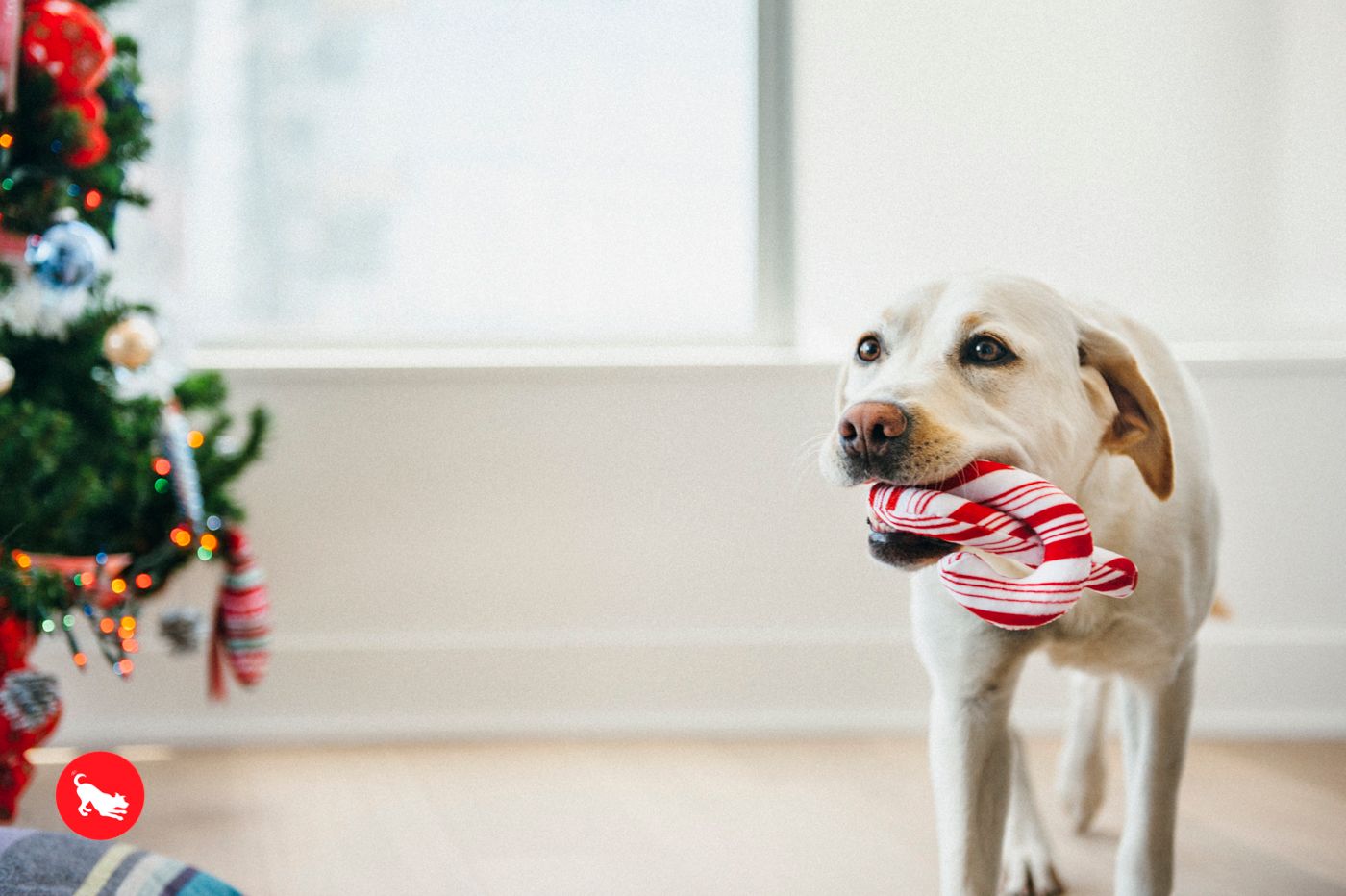 Cheerful Candy Canes