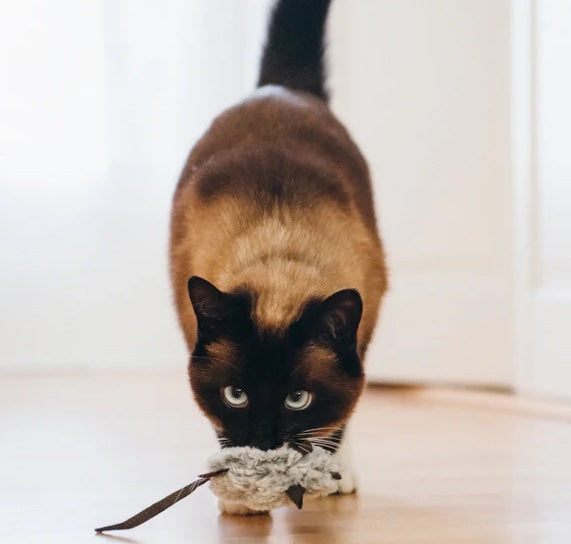 Catch a Meowse
