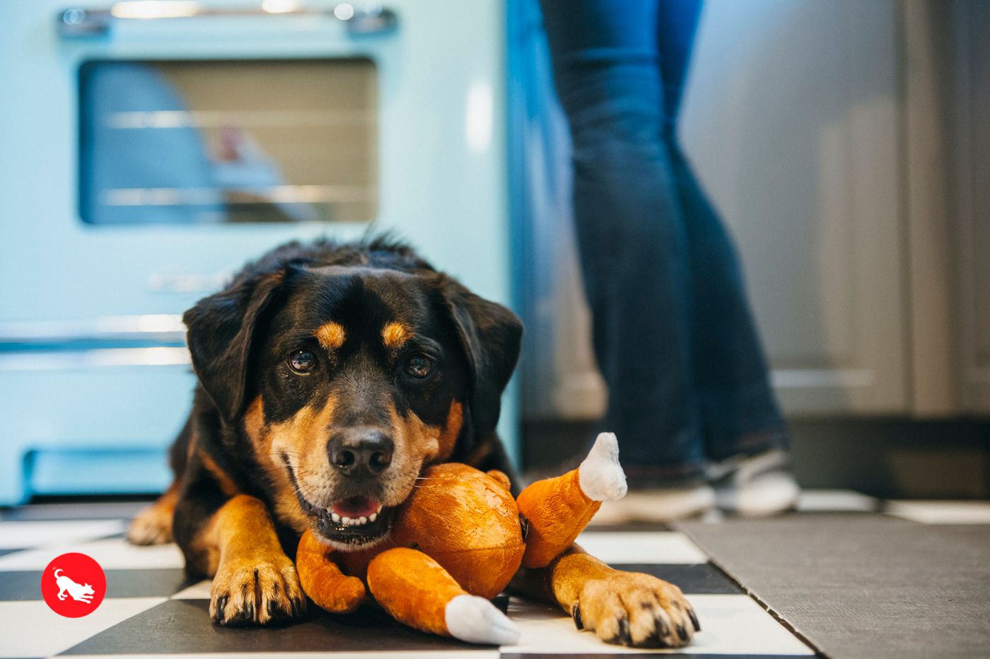 Holiday Hound Turkey