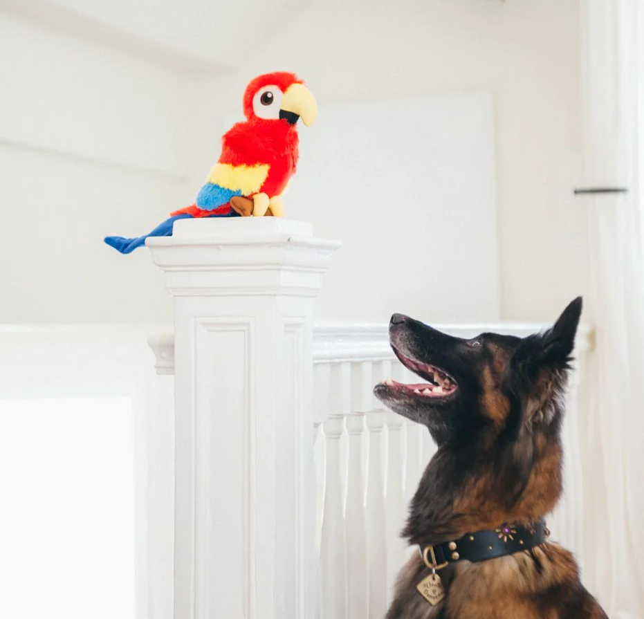Paula the Parrot
