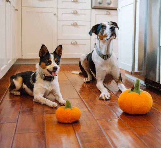 Pumpkin Toy
