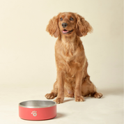 Red - Ollie Bowl (32oz)