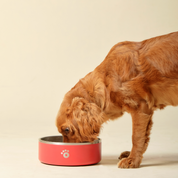 Red - Ollie Bowl (32oz)