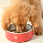 Red - Ollie Bowl (32oz)
