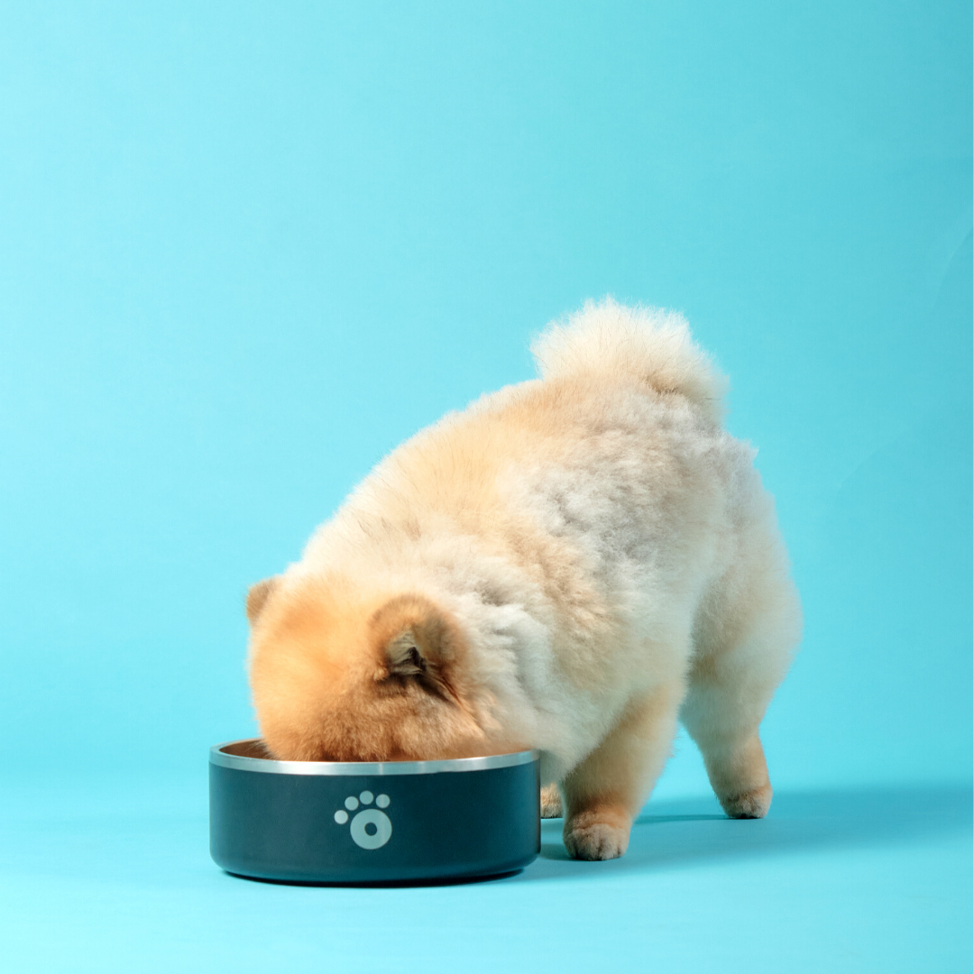 Black - Ollie Bowl (32oz)