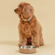 Tan - Ollie Bowl Mini (24oz)