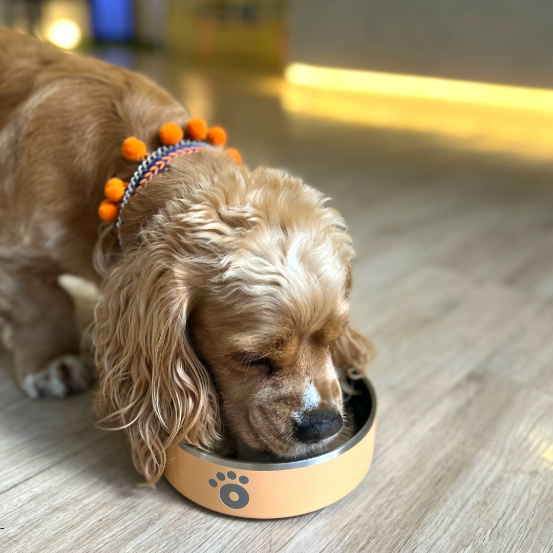 Pastel Peach - Ollie Bowl Mini (24oz)