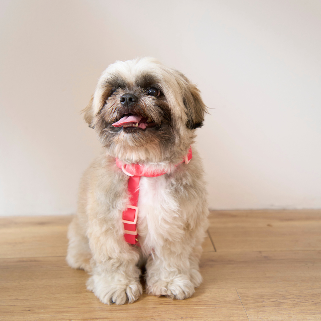 Ollie Walkies: Classic - Harness