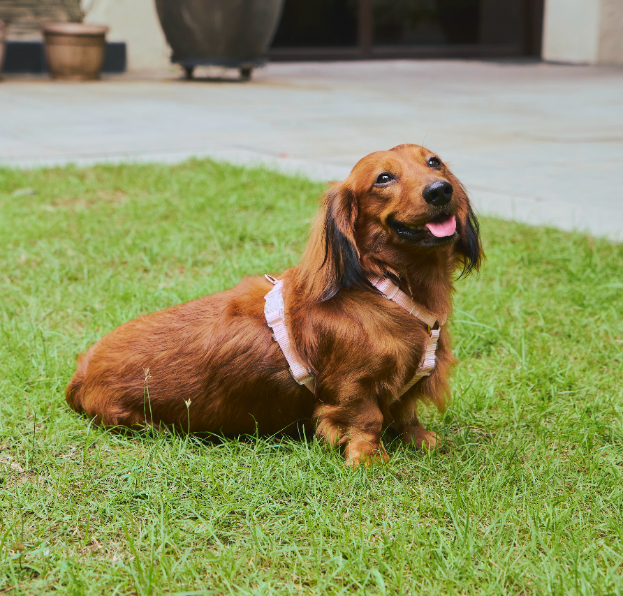 Ollie Walkies: Aero Paw