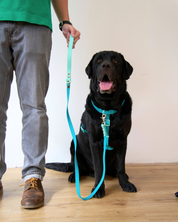 Ollie Walkies Classic - Harness and Leash Set: Aqua