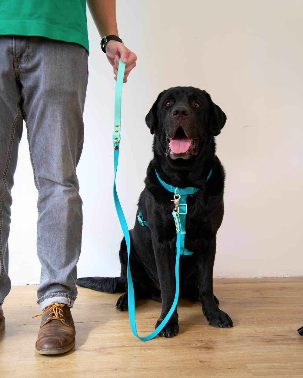 Ollie Walkies Classic - LARGE - Full Set (Collar, Harness and Leash Set): Aqua