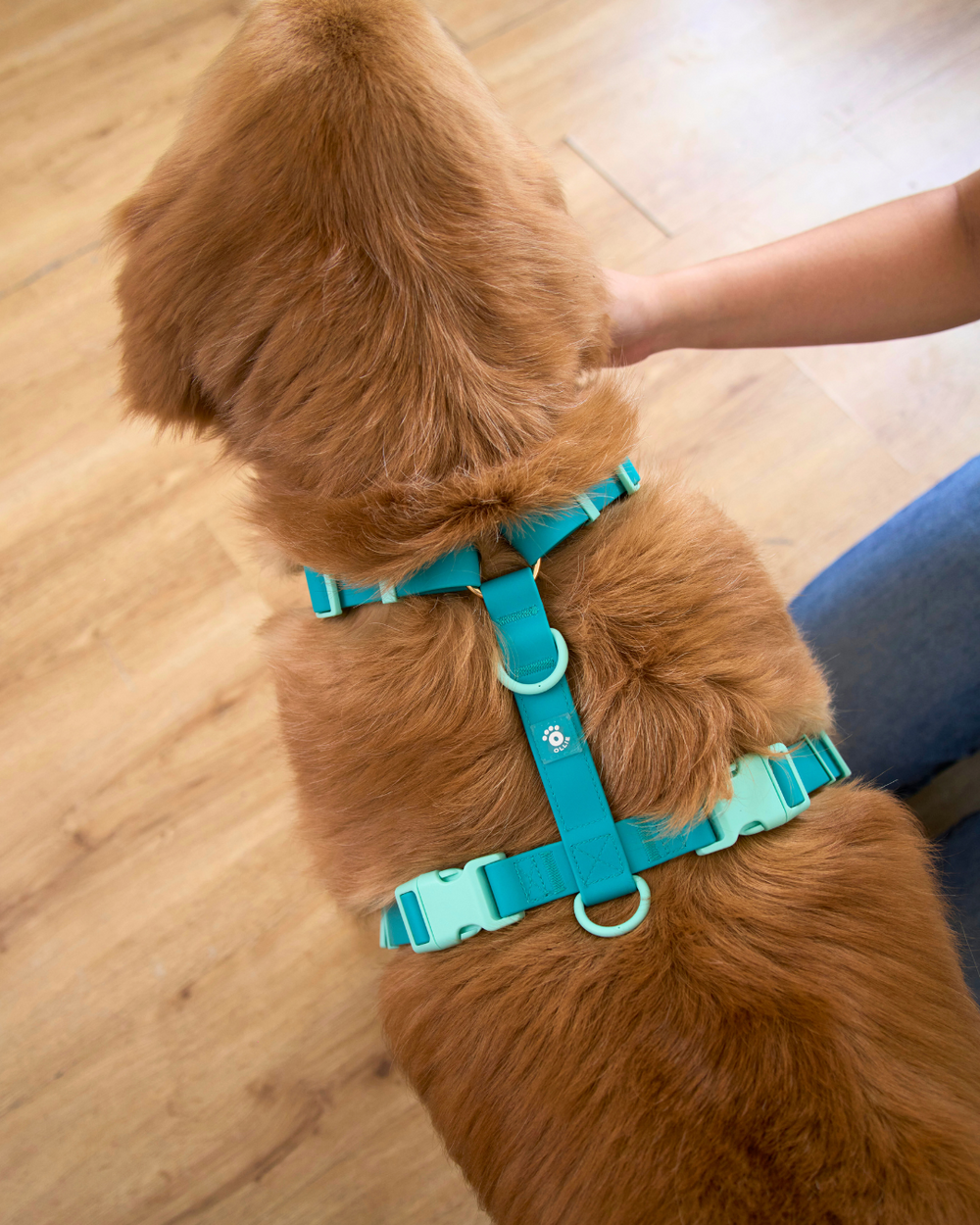 Ollie Walkies Classic - LARGE - Full Set (Collar, Harness and Leash Set): Aqua