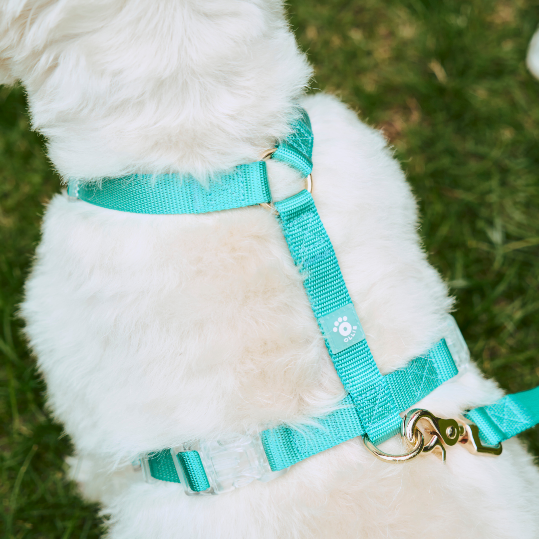 Ollie Walkies: Aero Paw - Harness and Leash Set - Emerald