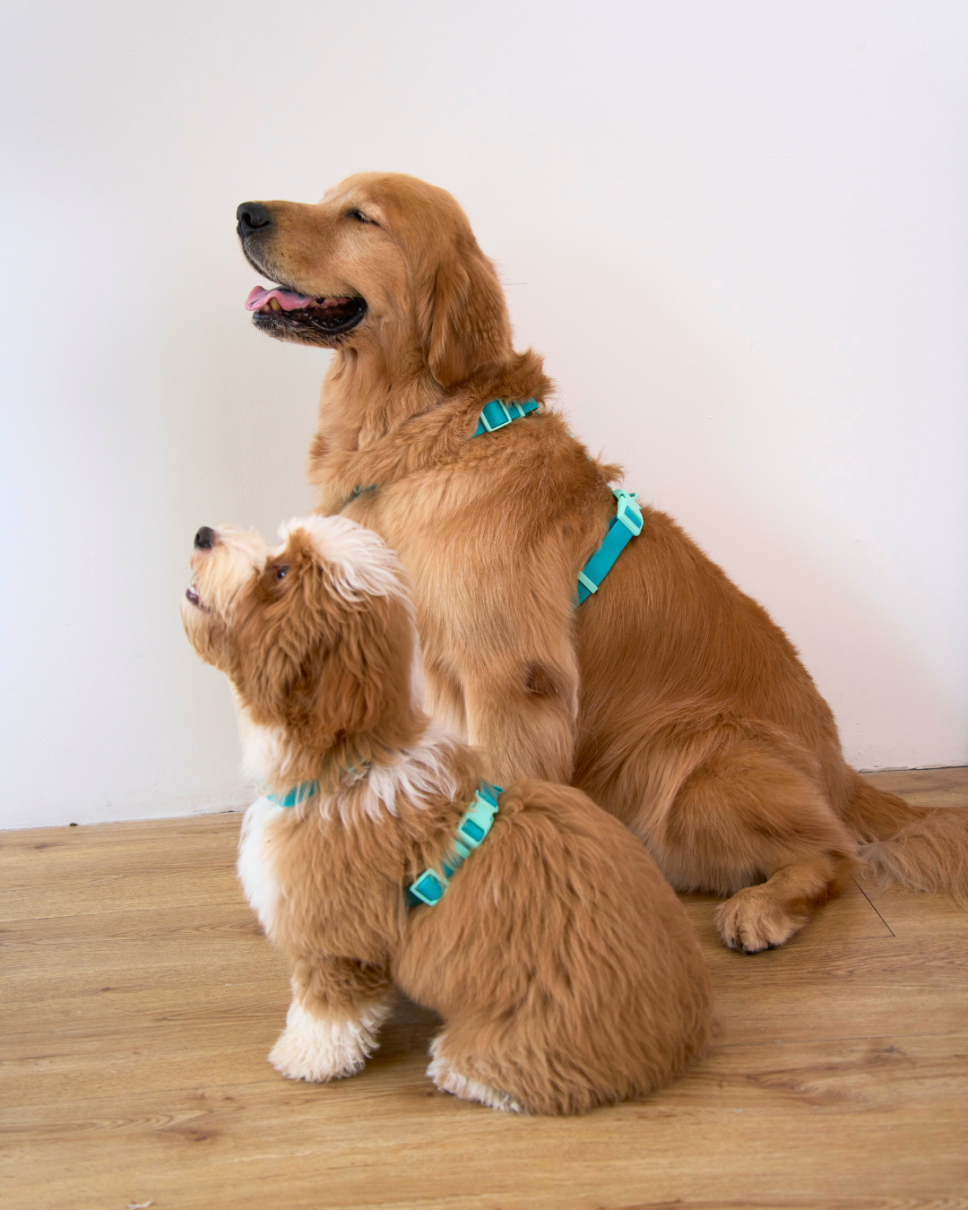 Ollie Walkies Classic - Harness and Leash Set: Aqua