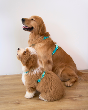 Ollie Walkies Classic - Harness and Leash Set: Aqua
