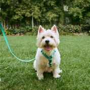 Ollie Walkies: Aero Paw - Emerald (Harness)