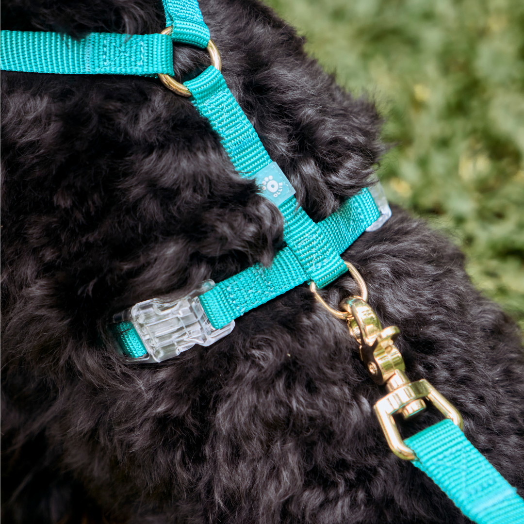 Ollie Walkies: Aero Paw - Harness and Leash Set - Emerald