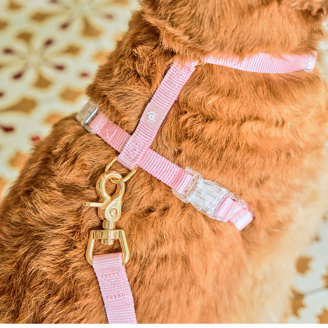 Ollie Walkies: Aero Paw - Harness and Leash Set - Rose Quartz